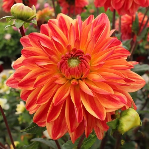Dahlia, Kees Verkade