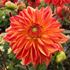 Dahlia, Kees Verkade