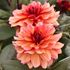 Dahlia, Invitation