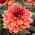 Dahlia, Invitation
