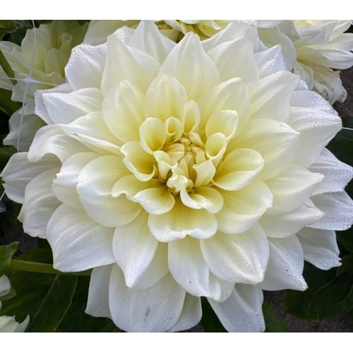 Dahlia, Ice Breaker