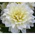 Dahlia, Ice Breaker