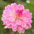 Dahlia, Garden Sensation