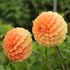 Dahlia, Garden Jubilee