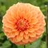 Dahlia, Garden Jubilee