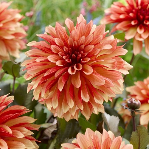 Dahlia, Foxy