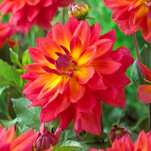 Dahlia, Firepot