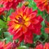 Dahlia, Firepot