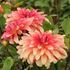 Dahlia, Dutch Delight