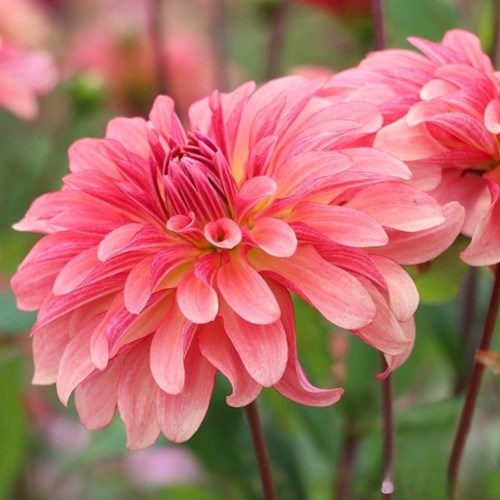 Dahlia, Dutch Delight