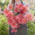 Dahlia, Dutch Delight