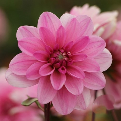 Dahlia, Pink Perception