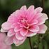 Dahlia, Pink Perception