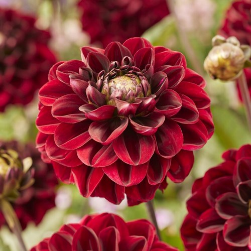 Dahlia, Red dark wave