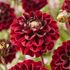 Dahlia, Red dark wave