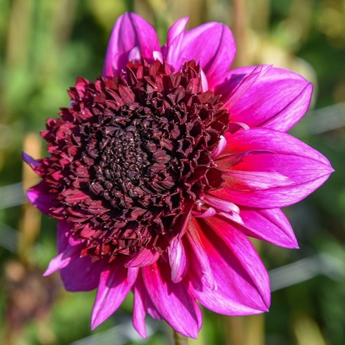 Dahlia, Missis Amy
