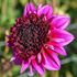 Dahlia, Missis Amy