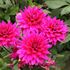 Dahlia, Fuchsia Charm