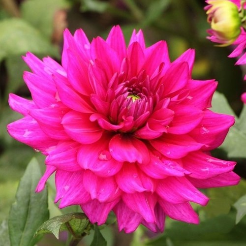 Dahlia, Fuchsia Charm