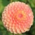 Dahlia, Jowey Paula