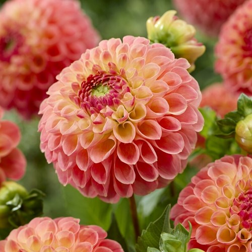 Dahlia, Jowey Paula