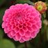Dahlia, Happy Hour