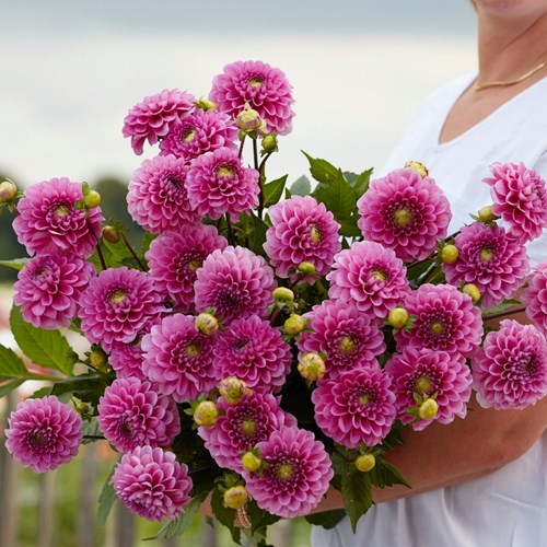 Dahlia, Happy Hour