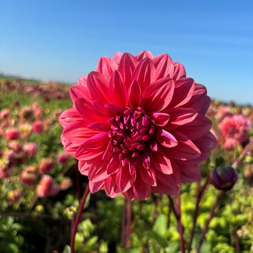 Dahlia, Dalmuti Baroness