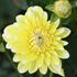 Dahlia, Yellow Perception