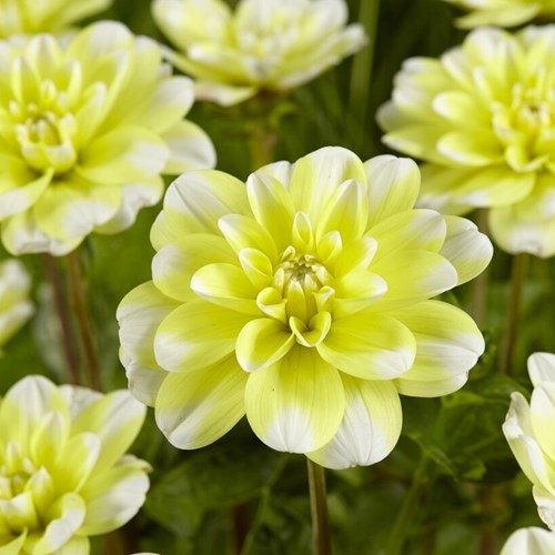 Dahlia, Yellow Perception