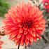 Dahlia, Tiramisu