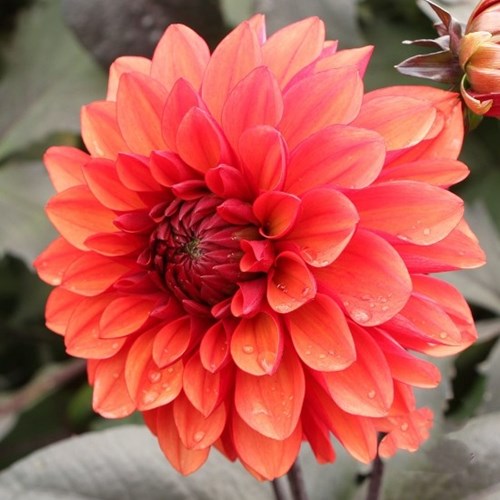 Dahlia, Tiramisu