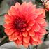 Dahlia, Tiramisu