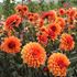 Dahlia, Statue of orange
