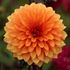 Dahlia, Statue of orange