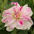 Dahlia, Saint Martin