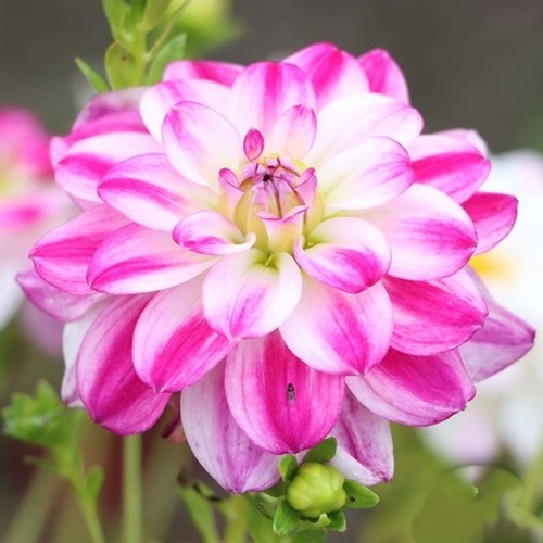 Dahlia, Saint Martin