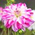 Dahlia, Saint Martin