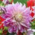 Dahlia, Purple Explosion