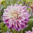 Dahlia, Purple Explosion