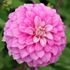 Dahlia, Purple Balloon