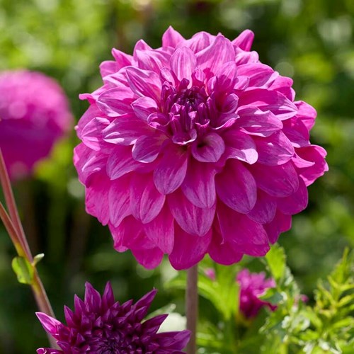 Dahlia, Purple Balloon
