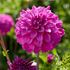 Dahlia, Purple Balloon