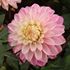 Dahlia, Princess Laetitia