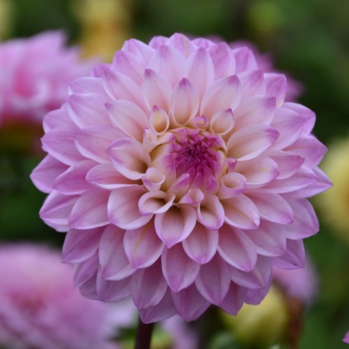 Dahlia, Princess Laetitia