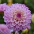 Dahlia, Princess Laetitia