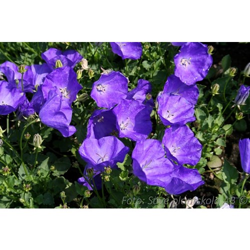 Klocka, Karpaterklocka, Blaue Clips