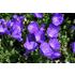 Klocka, Karpaterklocka, Blaue Clips