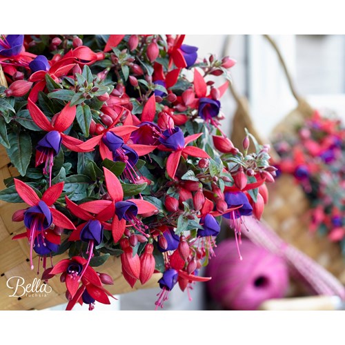Fuchsia, Stående, Bella Sasha