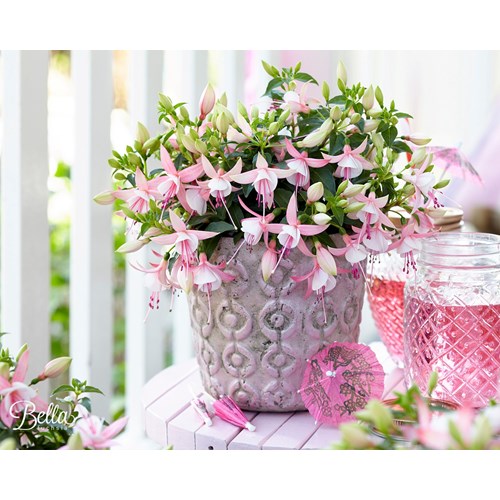Fuchsia, Hängande, Bella Sophia